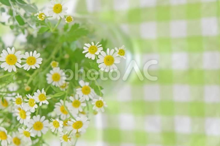 マトリカリア マトリカリア,花,植物の写真素材