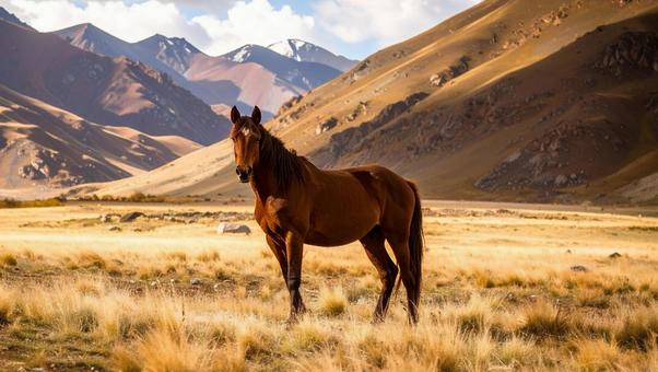 馬_枯れた草原3の写真