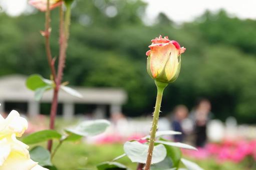 Jindai Botanical Gardens Rose Garden, JPG