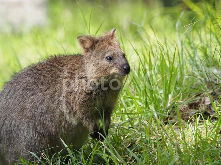 埼玉県こども動物自然公園のクオッカ クオッカ,クォッカ,ワラビーの写真素材