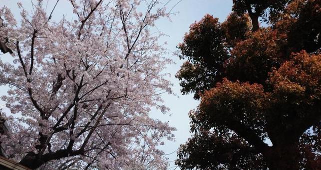 桜 桜の写真