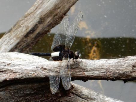 Photo, pseudothemis dragonfly, waist sky dragonfly, natural, 