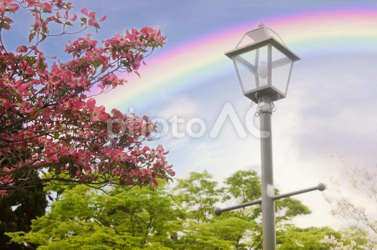 街灯と虹の写真素材 街灯,虹,電灯の写真素材
