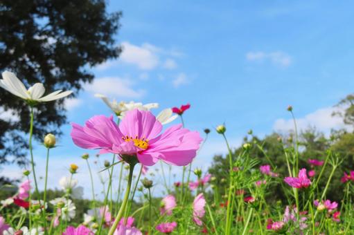Blue sky and cosmos, JPG
