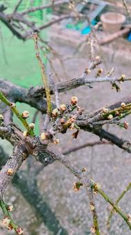 梅の木 梅,しだれ梅,梅の木の写真素材