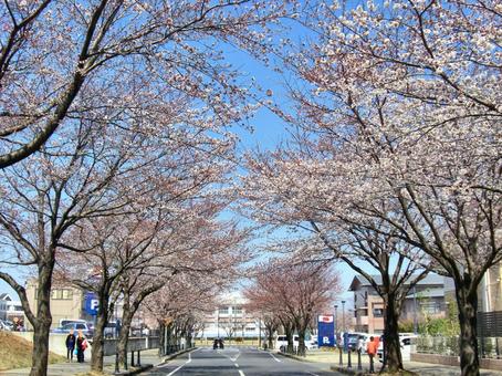 桜の並木道-12 桜,木,幹の写真素材