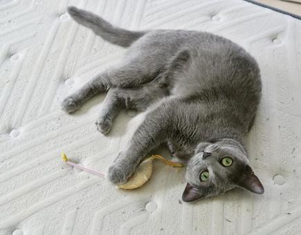 おもちゃで遊ぶ猫(ロシアンブルー) おもちゃで遊ぶ猫(ロシアンブルー)の写真
