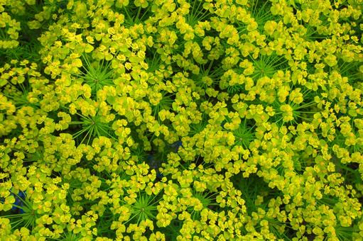 黄色い花 黄色い花 植物,黄色い花,花の写真素材