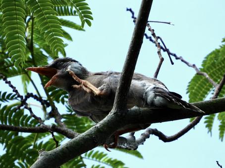 Starling preening its feathers, JPG Starling preening its feathers, JPG