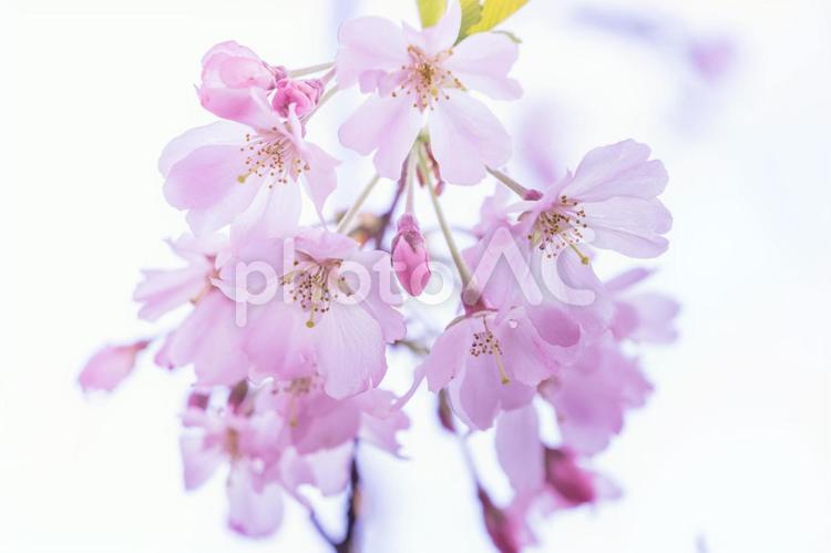 ピンク色の可愛い紅枝垂れ桜の花 桜,さくら,サクラの写真素材