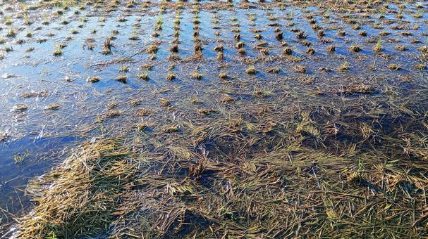 刈り取り後に水の溜まった田んぼ 田,刈り取り,水の写真素材