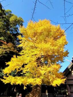 イチョウ イチョウ,紅葉,秋の写真素材