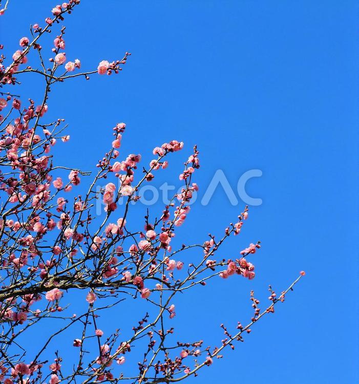 咲き始めた紅梅と美しい青空 紅梅,梅,ピンクの写真素材