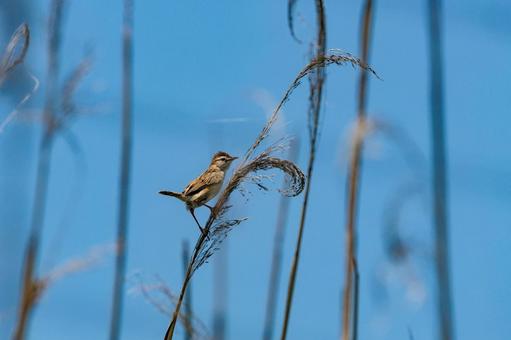 A reed warbler singing on a reed, JPG