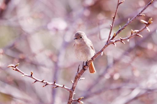 桜のつぼみと枝にとまるジョウビタキの雌 鳥,ジョウビタキ,自然の写真素材