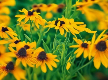 ミニひまわり ミニひまわりの写真