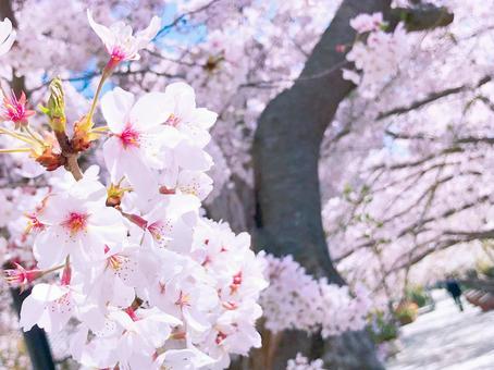 満開の桜　大写し　サクラ　さくら　お花見　春　自然　風景　景色の写真