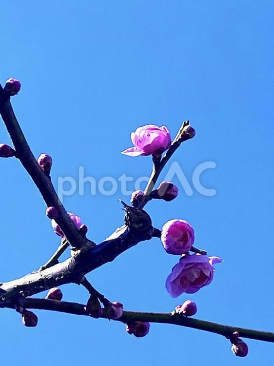 咲き始めたピンクの梅の花 梅の花,しだれ梅,ピンクの花の写真素材