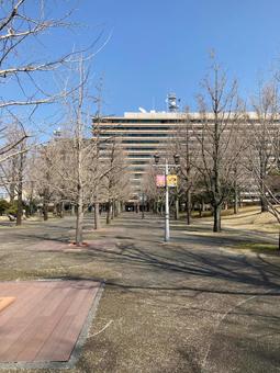 熊本県庁 熊本県庁の写真