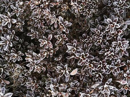 葉っぱ集合体 小さな世界,アート,マクロの写真素材