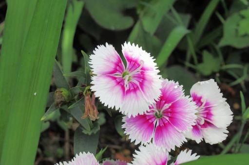郊外の草地に咲く2色のナデシコの花 郊外の草地に咲く2色のナデシコの花 ナデシコ,花,植物の写真素材