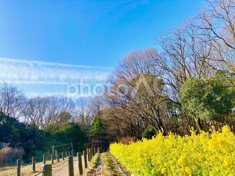 砧公園の菜の花畑とブルースカイ 青空,空,春の写真素材