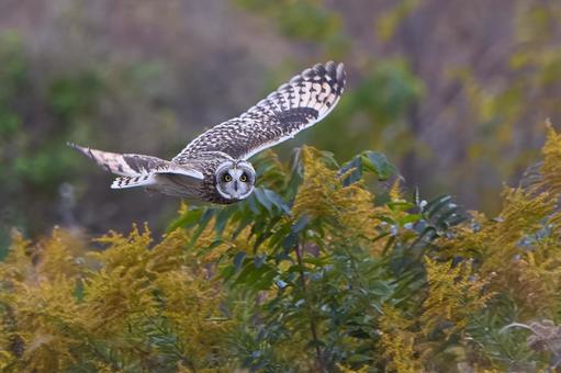 コミミズク コミミズク,フクロウ,ミミズクの写真素材