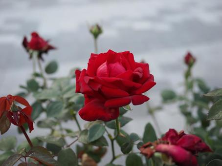 バラ園にて赤い薔薇を撮影しましたの写真