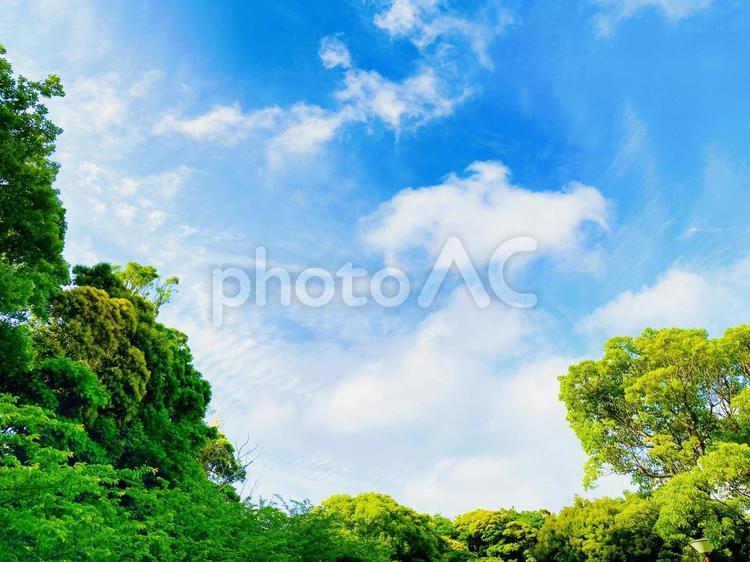 晴天の青空と木の自然フレーム癒し背景素材 空,晴れ,青空の写真素材
