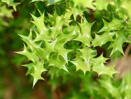 アマミヒイラギモチ アマミヒイラギモチ,モチノキ科,奄美柊黐の写真素材