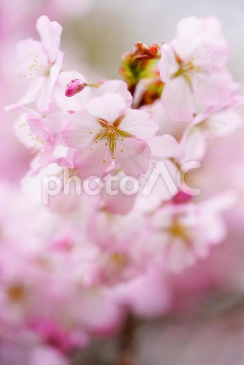 桜 桜,さくら,サクラの写真素材