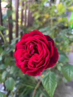 バラ 花 バラ 花の写真
