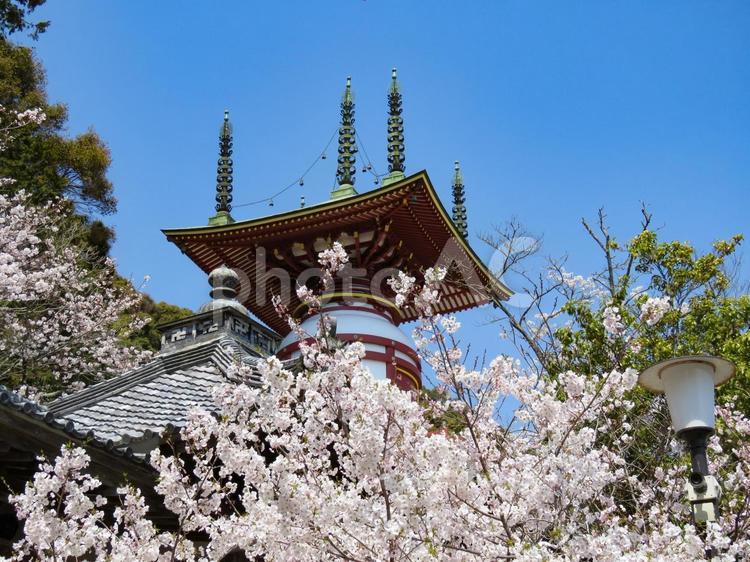 春イメージ〜桜が満開の徳島薬王寺瑜祇塔 春イメージ,薬王寺,寺社仏閣の写真素材