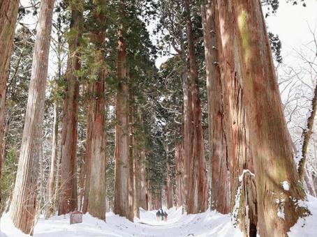 冬の戸隠 戸隠神社,戸隠の冬,戸隠杉並木の写真素材