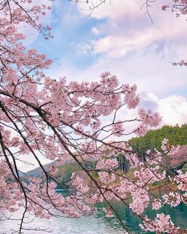 桜 桜の写真