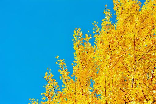 黄色に色づいたイチョウ 黄色に色づいたイチョウ イチョウ,黄色,紅葉の写真素材