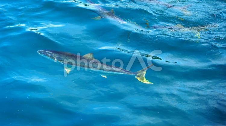 夏の鯛ノ浦・船から見た魚影・千葉県鴨川市 夏,鯛の浦,沖の写真素材