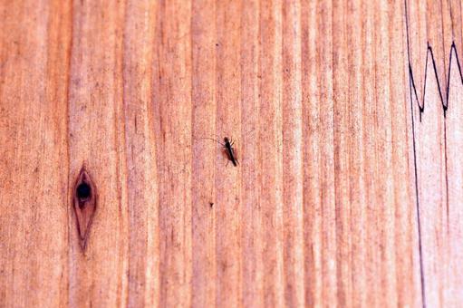 木目に止まる小さな虫 木目に止まる小さな虫 虫,木目,板の写真素材