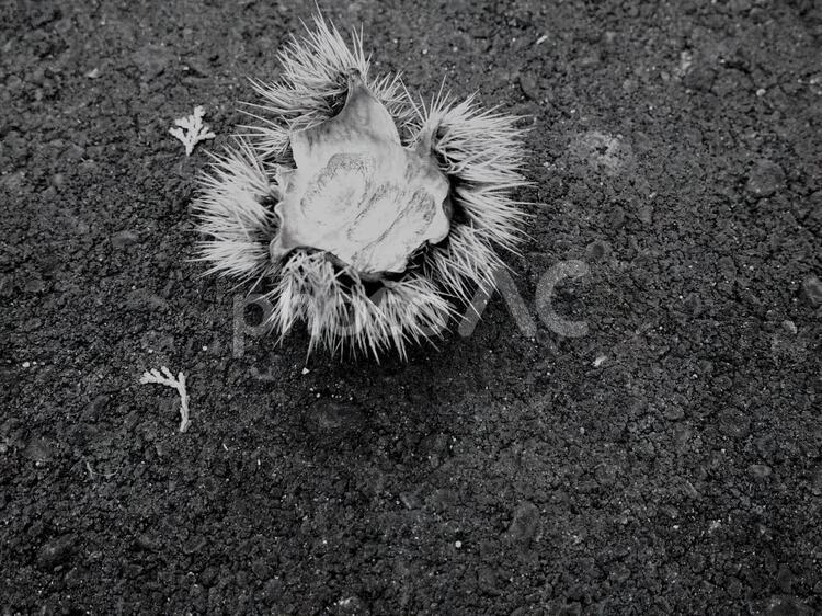 毬栗の殻 モノクロ,白黒,栗の写真素材