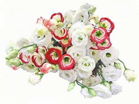 白と赤のトルコキキョウ花束 白と赤のトルコキキョウ花束 トルコキキョウ,桔梗,赤の写真素材