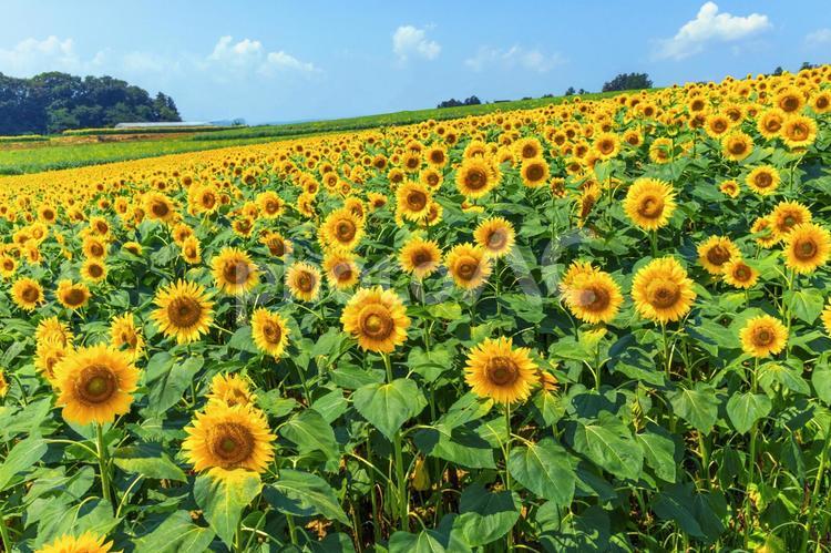 ひまわり畑　2859 夏,ひまわり,ひまわり畑の写真素材