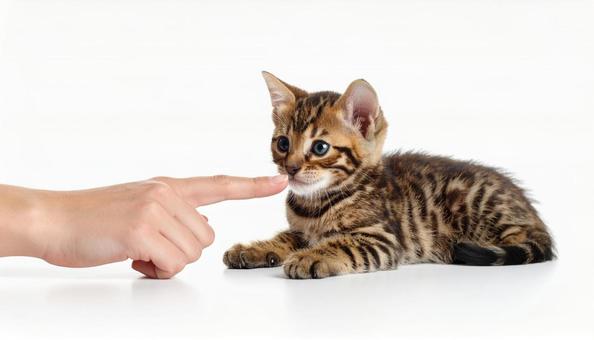 寝転がって人の指にじゃれる子猫 寝転がって人の指にじゃれる子猫 の写真