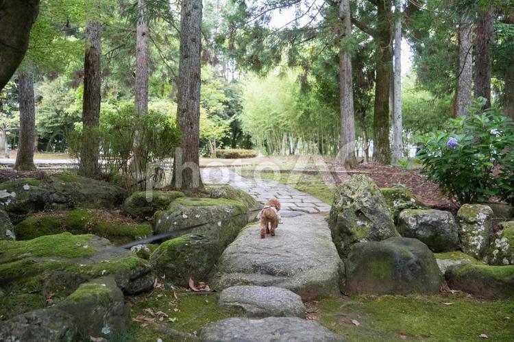 夏の公園で散歩するトイプードル トイプードル,トイプー,夏の写真素材