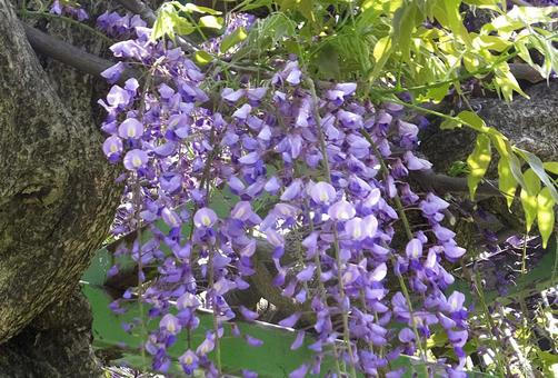フジ [Japanese wisteria]-008 フジ,藤,花の写真素材