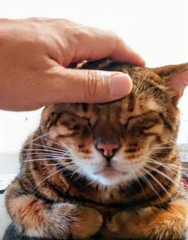猫を撫でる 猫を撫でる ねこ,茶トラ,ペットの写真素材