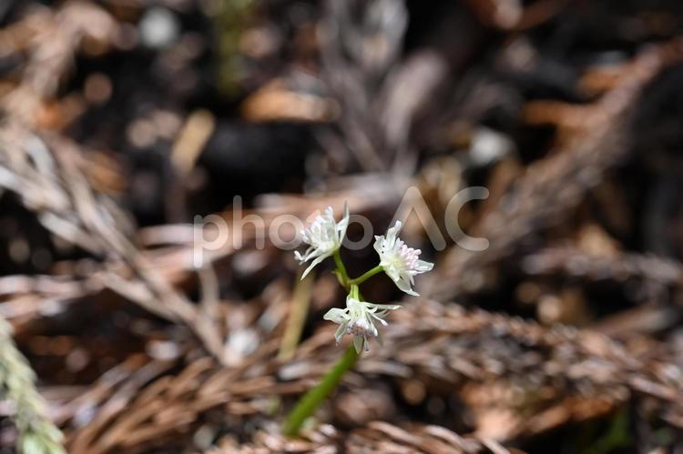 小根山野鳥の森で撮ったキクバオウレン 自然,芽吹き,野草の写真素材