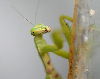 Photo, mantis, orchestra, kama, 