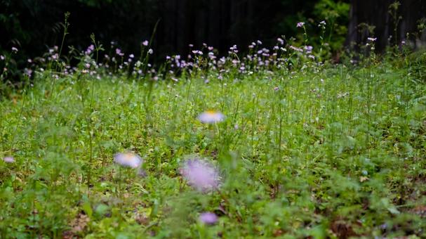 花の面影が導く静寂の森 花の面影が導く静寂の森 森,木々,枝の写真素材
