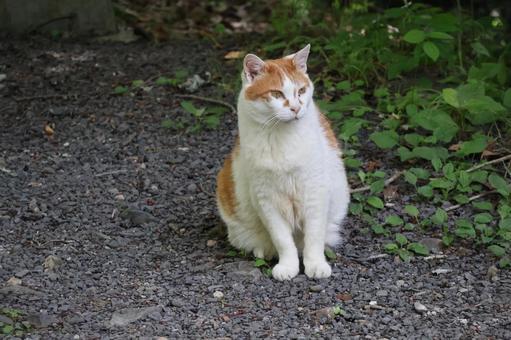 砂利道に座る猫の写真