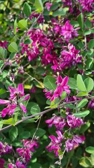 花 ヤマハギ,萩の花,マゼンダの写真素材